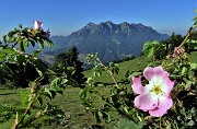 09 Rosa canina sul sent. 221 per Rif. Capanna 2000 con vista in Alben 